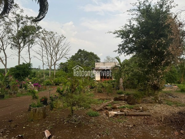 Bán đất nông nghiệp xã Cẩm Đường huyện Long Thành Đồng Nai