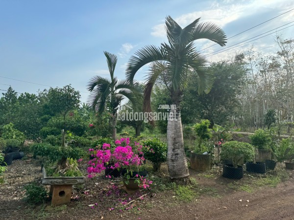 Bán đất nông nghiệp xã Cẩm Đường huyện Long Thành Đồng Nai