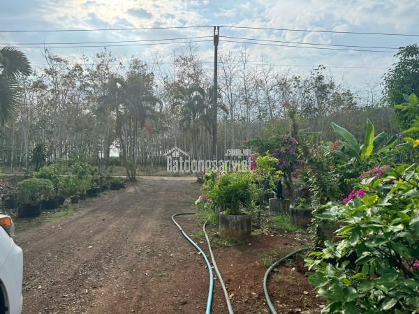 Bán đất nông nghiệp xã Cẩm Đường huyện Long Thành Đồng Nai