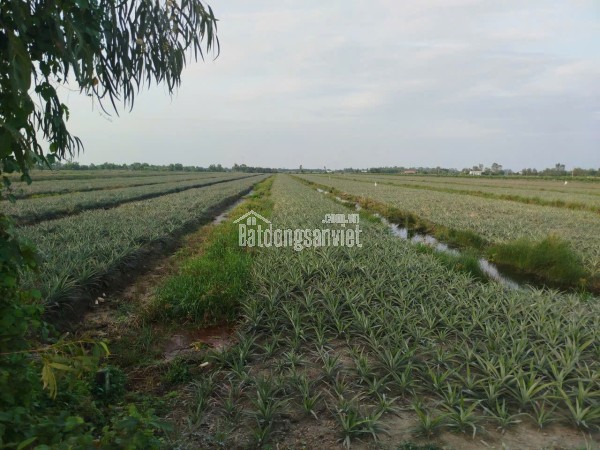 ĐẤT ĐẸP – GIÁ TỐT  – CHÍNH CHỦ CẦN BÁN TẠi DT867, ấp Mỹ Thuận, Thạnh Mỹ, Huyện Tân Phước, Tiền