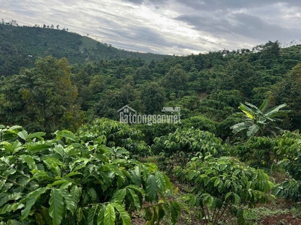 HOT HOT - CẦN BÁN LÔ ĐẤT TẠI  Đất tại thôn 7 xã quảng Khê .Huyện  Đăk Glong Đăk Nông