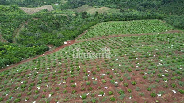 HOT HOT - CẦN BÁN LÔ ĐẤT TẠI  Đất tại thôn 7 xã quảng Khê .Huyện  Đăk Glong Đăk Nông