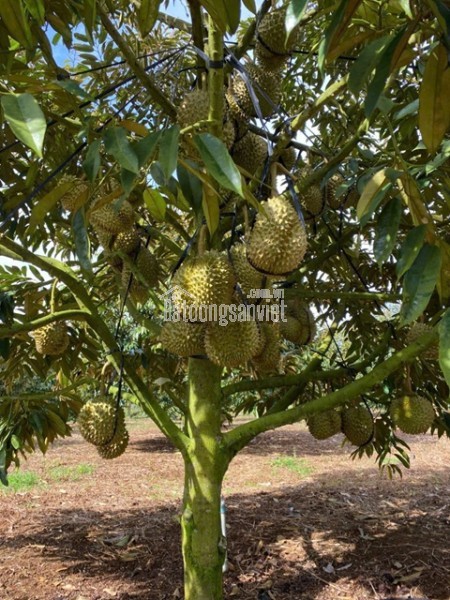 HOT HOT - CẦN BÁN LÔ ĐẤT TẠI  Đất tại thôn 7 xã quảng Khê .Huyện  Đăk Glong Đăk Nông