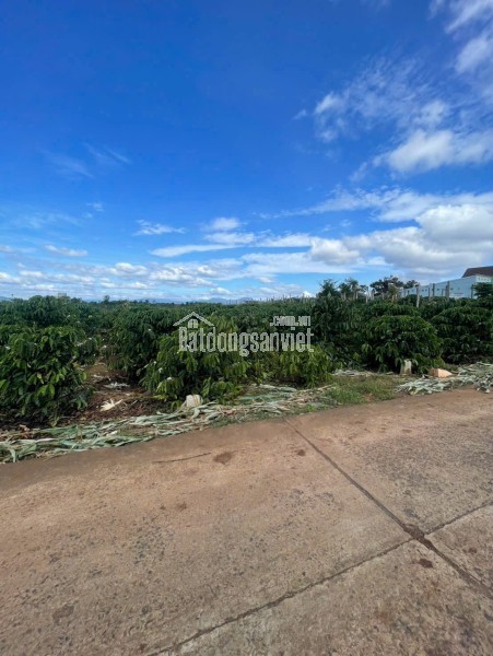 ĐẤT ĐẸP – GIÁ ĐẦU TƯ - CẦN BÁN LÔ ĐẤT TẠI xã Tân Hội  huyện Đức Trọng, tỉnh Lâm Đồng