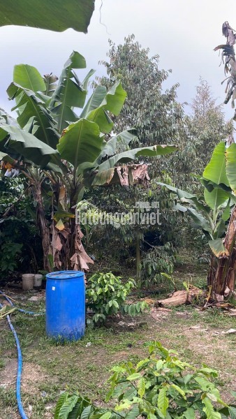 CẦN TIỀN CHỮA BỆNH CHO MẸ BÁN GẤP ĐẤT TẠI XÃ HÒA NAM, DI LINH, LÂM ĐỒNG.