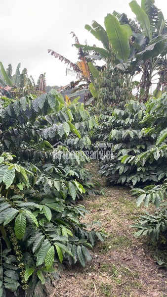 CẦN TIỀN CHỮA BỆNH CHO MẸ BÁN GẤP ĐẤT TẠI XÃ HÒA NAM, DI LINH, LÂM ĐỒNG.