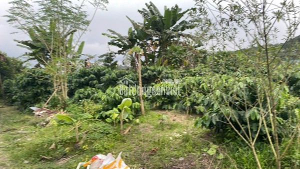 CẦN TIỀN CHỮA BỆNH CHO MẸ BÁN GẤP ĐẤT TẠI XÃ HÒA NAM, DI LINH, LÂM ĐỒNG.