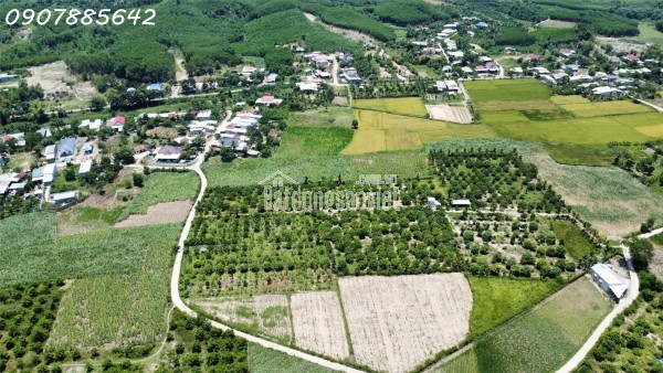 CẦN BÁN MẢNH VƯỜN GIÁ RẺ TẠI NHA TRANG