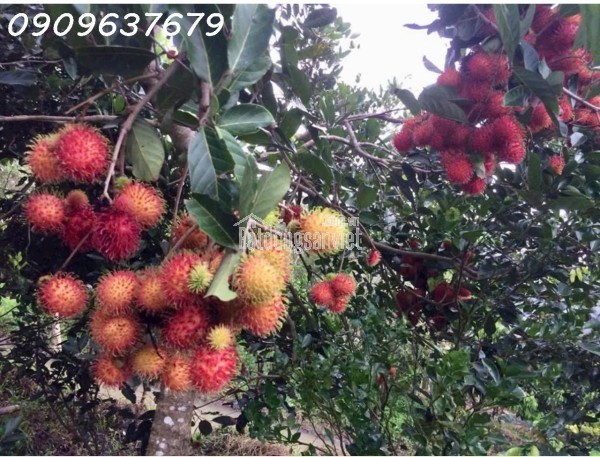 HÀNG HIẾM MỘT KHU DU LỊCH SINH THÁI LUNG TRÀM- CẦN THƠ -17.732M2