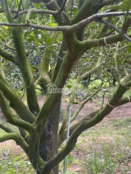 BÁN 2092M2 ĐẤT VƯỜN CÂY ĂN TRÁI TẠI TRỪ VĂN THỐ - HỒ CHÍ MINH