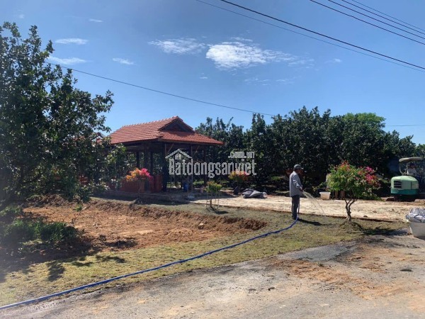 BÁN LÔ ĐẤT VƯỜN BƯỞI DIỆN TÍCH  2100M2 TẠI TRỪ VĂN THỐ