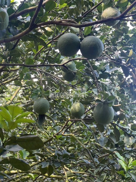 BÁN LÔ ĐẤT VƯỜN BƯỞI DIỆN TÍCH  2100M2 TẠI TRỪ VĂN THỐ