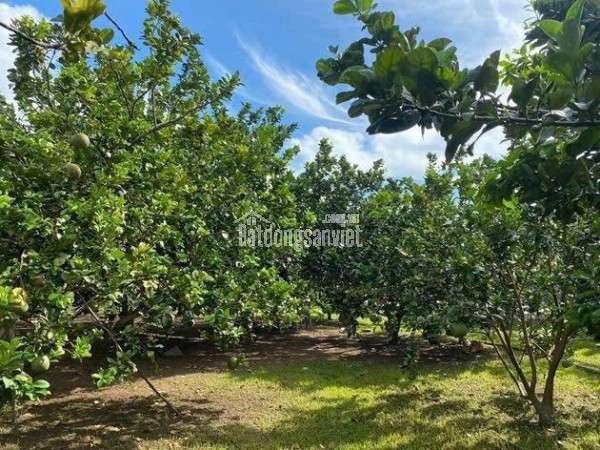 🔥 CHỦ NGỘP CẦN BÁN LÔ ĐẤT THỔ CƯ - SẲN VƯỜN BƯỞI MÀ CHỈ 250 TRIỆU.