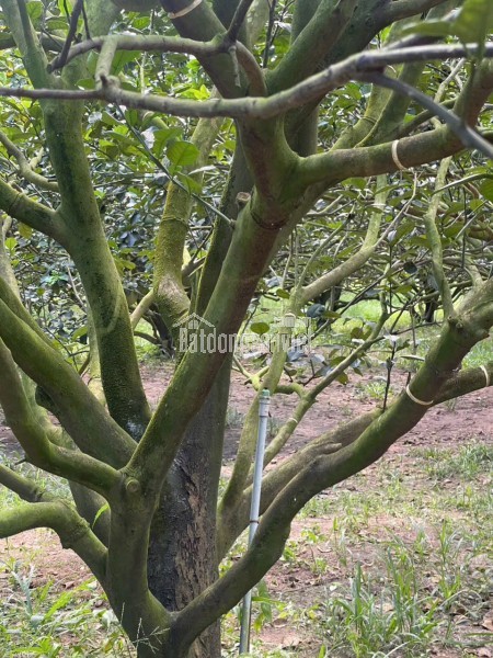 🔥 CHỦ NGỘP CẦN BÁN LÔ ĐẤT THỔ CƯ - SẲN VƯỜN BƯỞI MÀ CHỈ 250 TRIỆU.