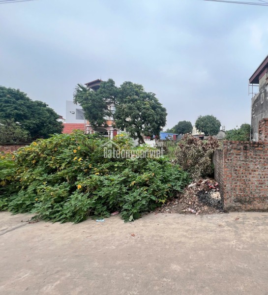 CHÍNH CHỦ CẦN BÁN GẤP ĐẤT THẮNG TRÍ (minh trí) Sóc Sơn 196m2  M.Tiền 6.75m Giá 23triệu/m2