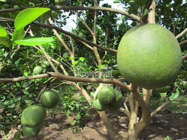 Đất vườn bưởi có thổ cư ngay chợ trường Bàu Bàng Bình Dương