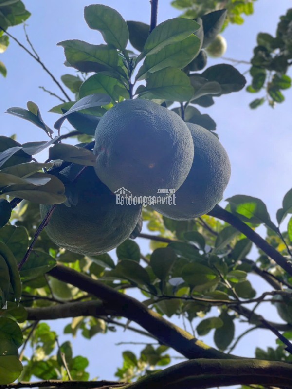 Đất vườn bưởi có thổ cư ngay chợ trường Bàu Bàng Bình Dương