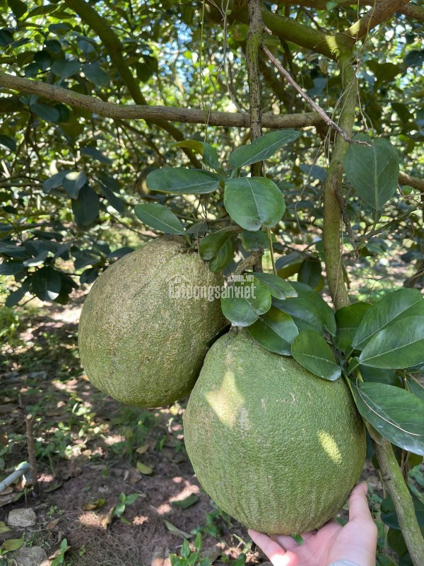 Đất vườn bưởi có thổ cư ngay chợ trường Bàu Bàng Bình Dương