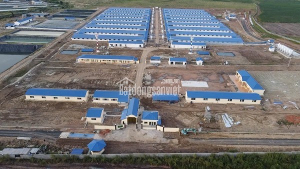 Bán Trang trại heo 26 Ha 18.000 heo thịt, Đang cho thuê 1.1 tỷ/tháng Chư Prông, Gia Lai.