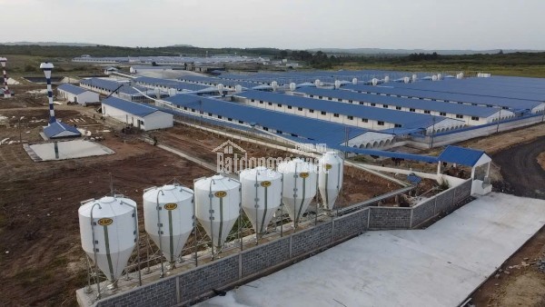 Bán Trang trại heo 26 Ha 18.000 heo thịt, Đang cho thuê 1.1 tỷ/tháng Chư Prông, Gia Lai.