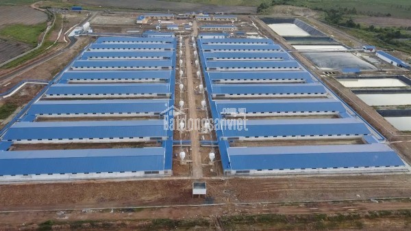 Bán Trang trại heo 26 Ha 18.000 heo thịt, Đang cho thuê 1.1 tỷ/tháng Chư Prông, Gia Lai.