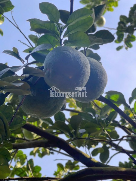 ĐẤT VƯỜN BƯỞI BÌNH DƯƠNG 263M² – CÓ THỔ CƯ, GIÁ 950TR