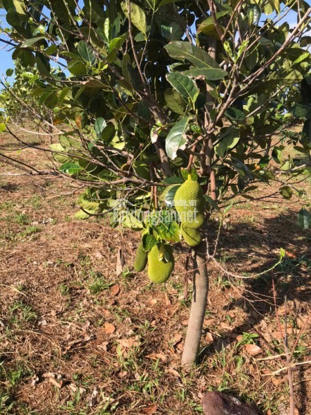 Chính Chủ Bán 20.000m2 Đất xã Đắk Ru, Đắk R\'Lấp, Đắk Nông (Giáp ranh Bình Phước), Đã Có Sổ