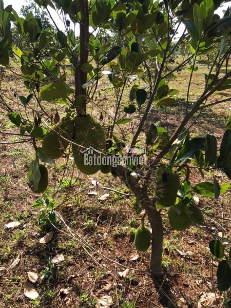 Chính Chủ Bán 20.000m2 Đất xã Đắk Ru, Đắk R\'Lấp, Đắk Nông (Giáp ranh Bình Phước), Đã Có Sổ