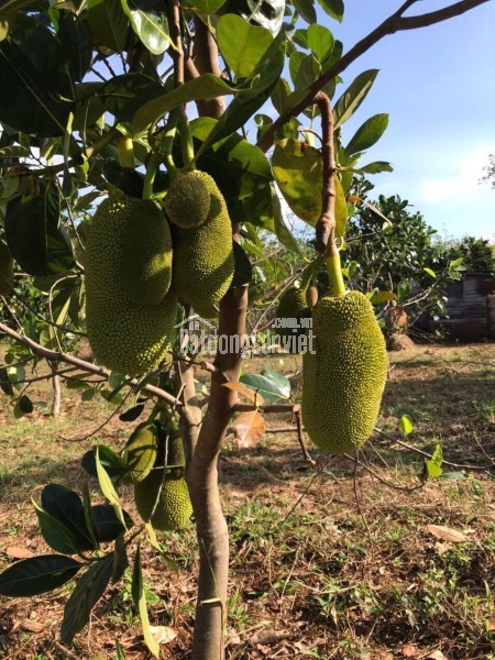 Chính Chủ Bán 20.000m2 Đất xã Đắk Ru, Đắk R\'Lấp, Đắk Nông (Giáp ranh Bình Phước), Đã Có Sổ