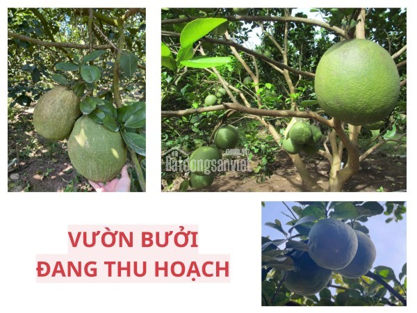 Đất thổ cư có sẵn vườn bưởi – mặt tiền kinh doanh chỉ 950 triệu