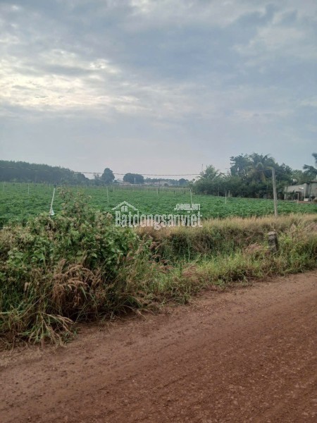 cần tiền thanh lý gấp đất tại Tân ChâuTây Ninh giá chỉ 3.5 tỷ