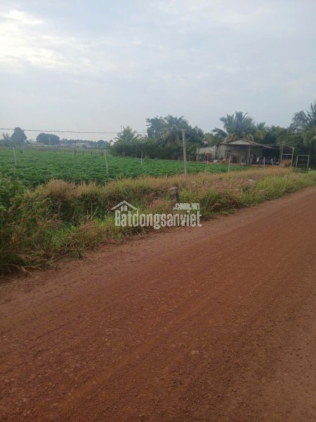 cần tiền thanh lý gấp đất tại Tân ChâuTây Ninh giá chỉ 3.5 tỷ