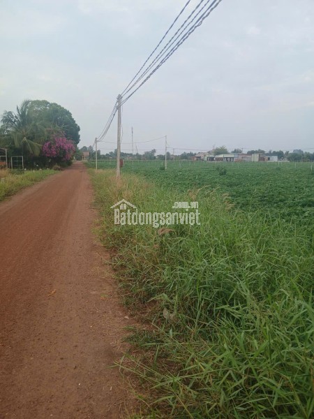 cần tiền thanh lý gấp đất tại Tân ChâuTây Ninh giá chỉ 3.5 tỷ