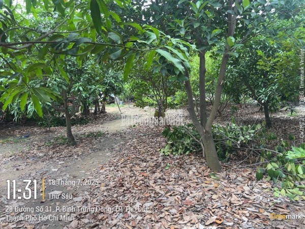 HXH- Huỳnh Thị Hai, Tân Chánh Hiệp, Q12: 1100m², 70 Tỷ, tiềm năng dòng tiền