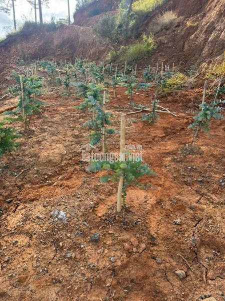 Bán đất tại xã Đạ Sar, Lạc Dương, Lâm Đồng, 400 triệu/1000m2 đẹp, nhiều tiện ích