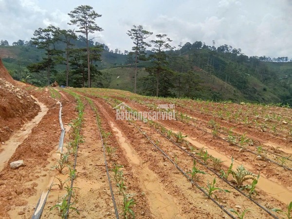 Bán đất tại xã Đạ Sar, Lạc Dương, Lâm Đồng, 400 triệu/1000m2 đẹp, nhiều tiện ích