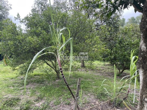 BÁN GẤP Đất Kênh A Bình Lợi Bình Chánh 2220m2 chỉ 59 tỷ! Thu hút đầu tư.