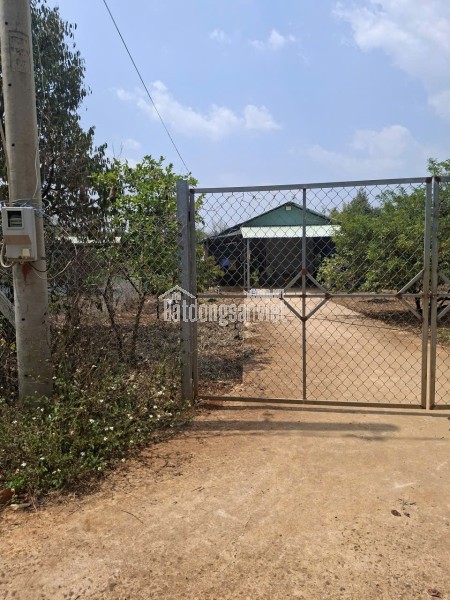 BÁN VƯỜN SẦU RIÊNG ĐẤT ĐỒNG NAI 240.TIẺU