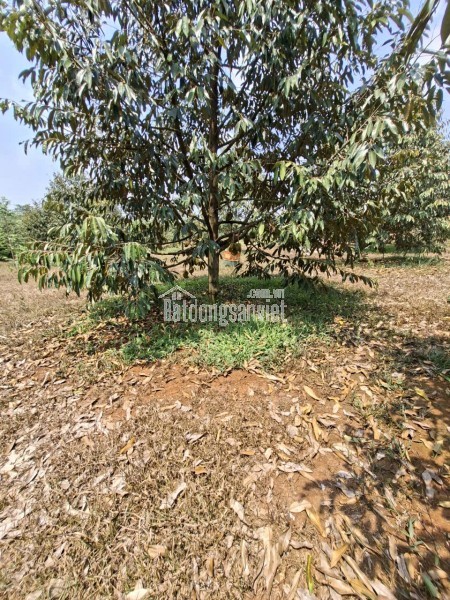 BÁN VƯỜN SẦU RIÊNG ĐẤT ĐỒNG NAI 240.TIẺU