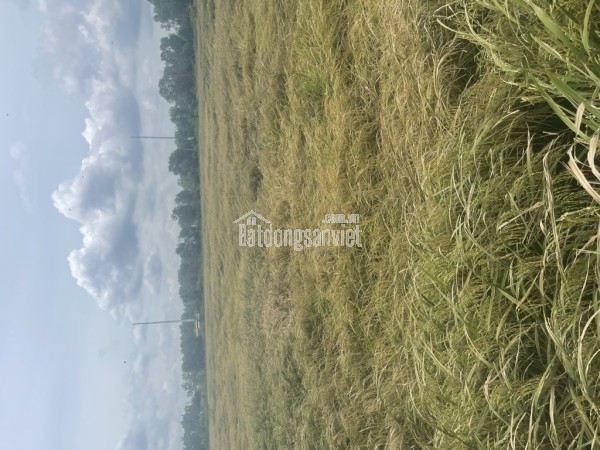 Cần Bán Gấp Đất Phước Thiện, L.Thạnh Mỹ, Q.9, 4220m2, Giá 75 Tỷ