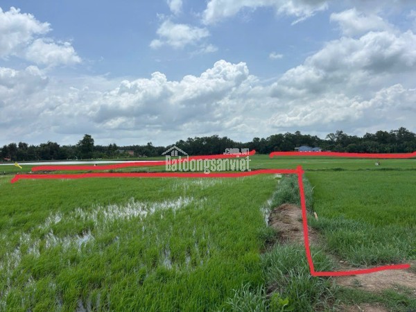 Cần Bán 3 miếng đất ruộng  liền kề ven sông tại ấp 3, xã Tân Phước Tây, huyện Tân Trụ, Long An.