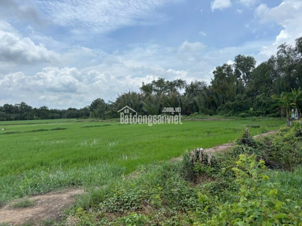 Cần Bán 3 miếng đất ruộng  liền kề ven sông tại ấp 3, xã Tân Phước Tây, huyện Tân Trụ, Long An.