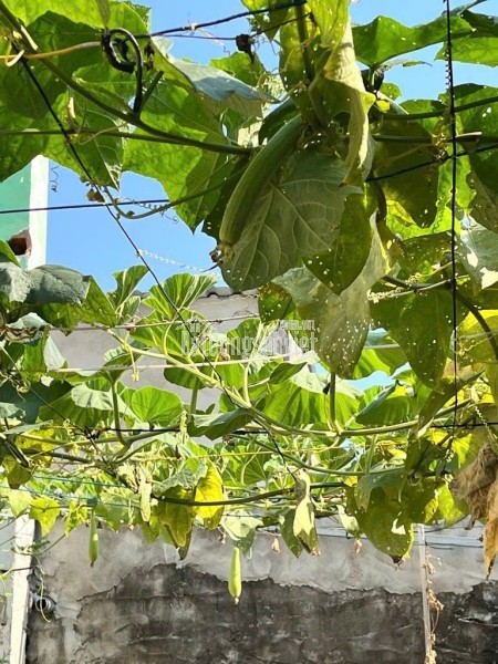 120m2 Đất ở Full Thổ Cư, Nguyễn Bình, Làng Đại Học Nhà Bè, XD tự do Chỉ 3.7 Tỷ