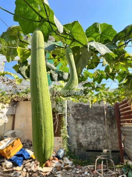 120m2 Đất ở Full Thổ Cư, Nguyễn Bình, Làng Đại Học Nhà Bè, XD tự do Chỉ 3.7 Tỷ