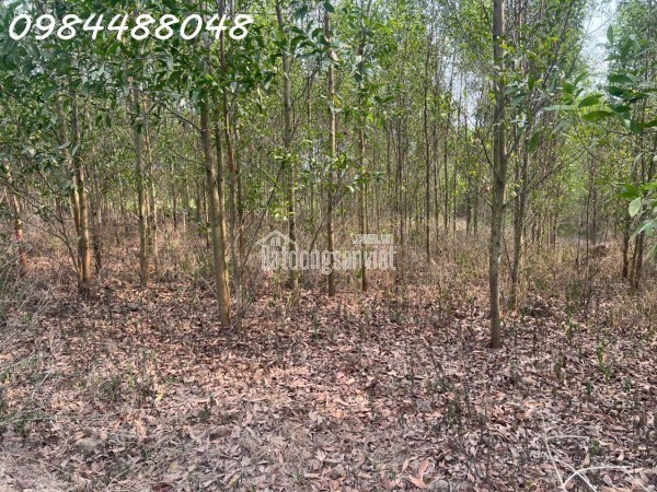 Bán đất vườn 8600m2 tại Xuân thành, Đồng Nai. Giá chỉ 3.2 tỷ. Lh: 0984488048