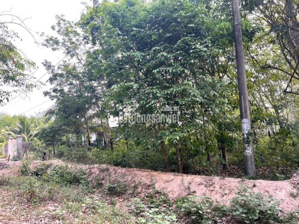 🚨 BÁN GẤP 1HA ĐẤT CAO SU LONG HOÀ – hơn 40m mặt tiền, đang cho thuê, giá bán nhanh!