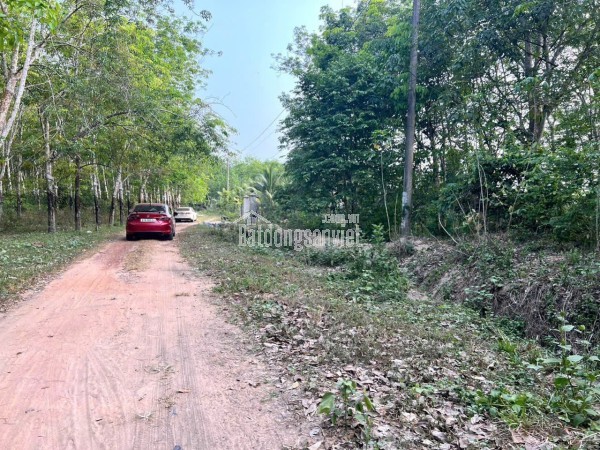 🚨 BÁN GẤP 1HA ĐẤT CAO SU LONG HOÀ – hơn 40m mặt tiền, đang cho thuê, giá bán nhanh!