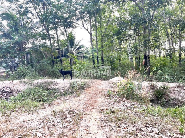 🚨 BÁN GẤP 1HA ĐẤT CAO SU LONG HOÀ – hơn 40m mặt tiền, đang cho thuê, giá bán nhanh!