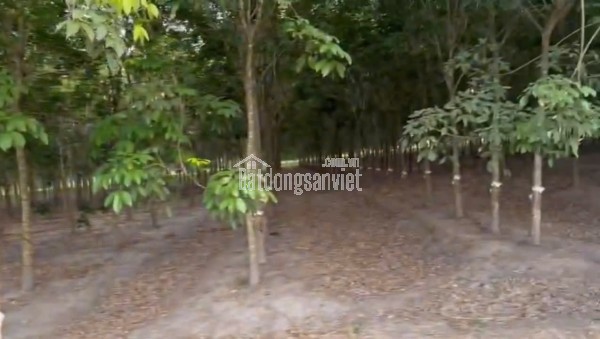ht Cần bán nhanh 2,5 tỷ đất tại Thạnh Lộc Tân Biên tỉnh Tây Ninh