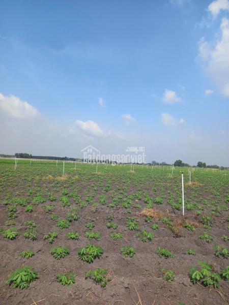 2.6 tỷ Đất tại Tân Hưng xã Tân Châu tỉnh Tây Ninh